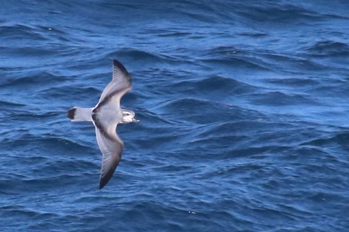 Salvin's Prion (MacGillivray's)