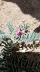 Astragalus malacus