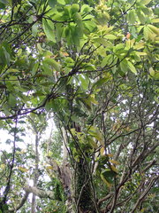 Machilus japonica