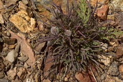 Erigeron bloomeri bloomeri
