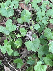 Hydrocotyle acutiloba