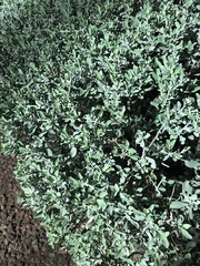 Leucophyllum frutescens