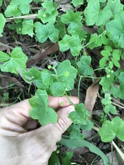 Hydrocotyle acutiloba