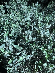 Leucophyllum frutescens