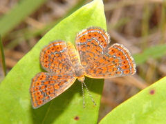 Calephelis virginiensis image