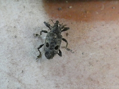 Heilipodus ocellatus