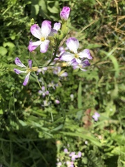 Angiospermae