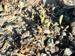 Dudleya blochmaniae blochmaniae