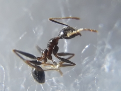 Pheidole latinoda