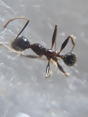 Pheidole latinoda