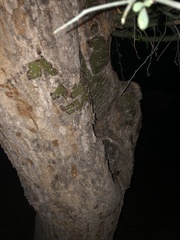 Parkinsonia florida