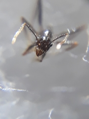 Pheidole latinoda