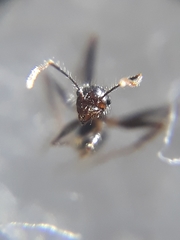 Pheidole latinoda
