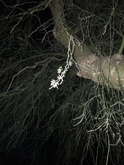 Parkinsonia florida