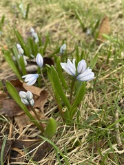 Puschkinia scilloides