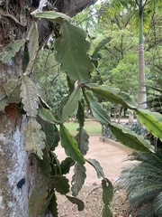Rhipsalis pachyptera