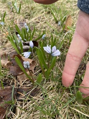 Puschkinia scilloides