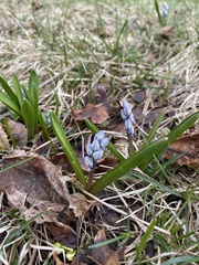 Puschkinia scilloides