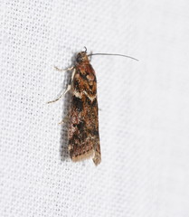 Mimaglossa nauplialis