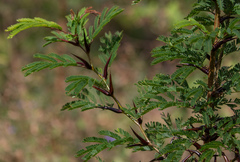 Vachellia collinsii