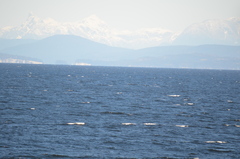 Melanitta perspicillata