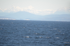 Melanitta perspicillata