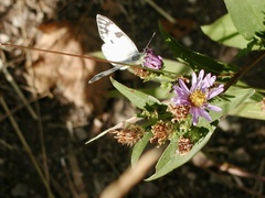Pontia occidentalis