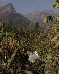 Pontia occidentalis