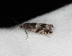 Chimoptesis gerulae