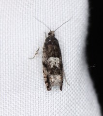 Chimoptesis gerulae