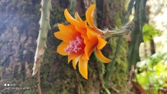 Disocactus aurantiacus