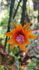 Disocactus aurantiacus