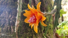 Disocactus aurantiacus