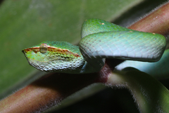 Tropidolaemus subannulatus