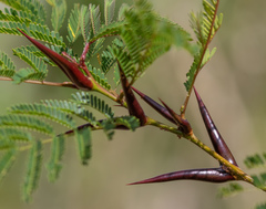 Vachellia collinsii