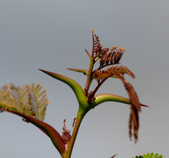 Vachellia collinsii