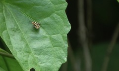 Choreutis xanthogramma