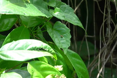 Choreutis xanthogramma