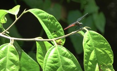 Onychothemis abnormis