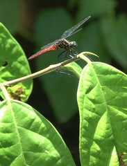 Onychothemis abnormis