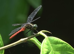 Onychothemis abnormis