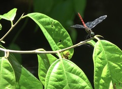 Onychothemis abnormis