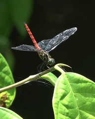 Onychothemis abnormis