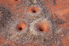 Polyrhachis macropus