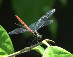 Onychothemis abnormis
