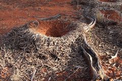 Polyrhachis macropus