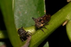 Acanthuchus trispinifer