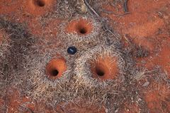 Polyrhachis macropus