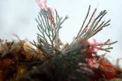 Virididentula dentata