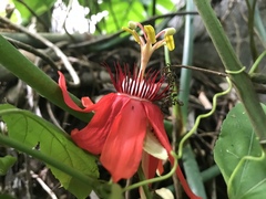 Coccinea